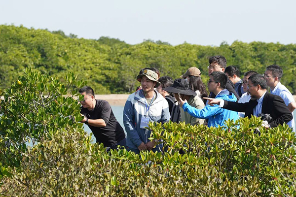 儋州新盈红树林国家湿地公园
